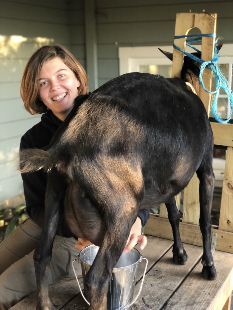 Marisa Wood milking a goat